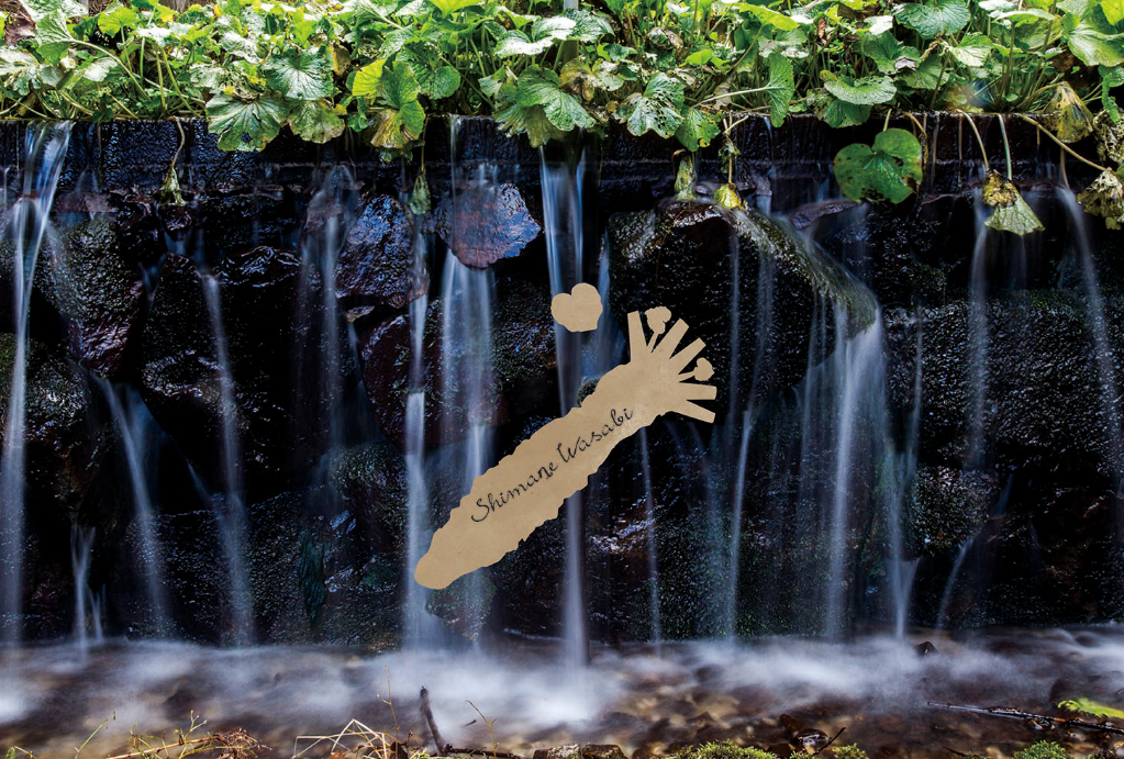 水の流れるわさび田