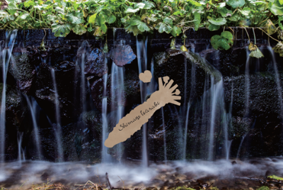 水の流れるわさび田